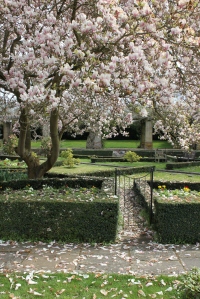 magnolia tree and gate